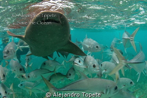 Shark with Jacks, San Pedro Belize by Alejandro Topete 
